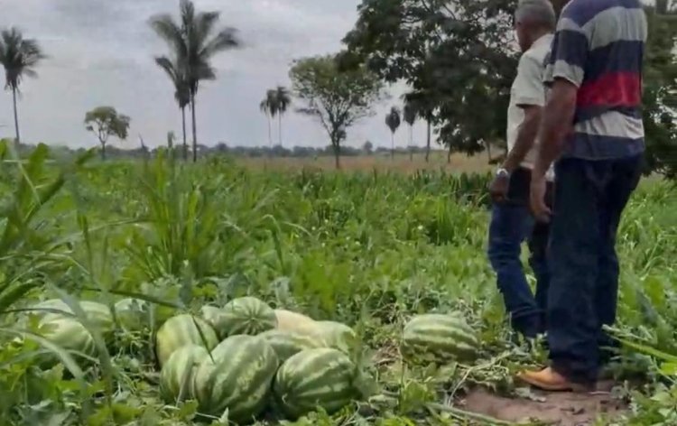 Agricultura destaca crescimento da produção agrícola em Buritirana